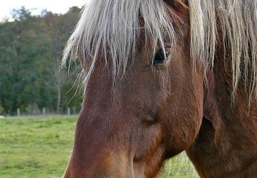 mon ami le cheval