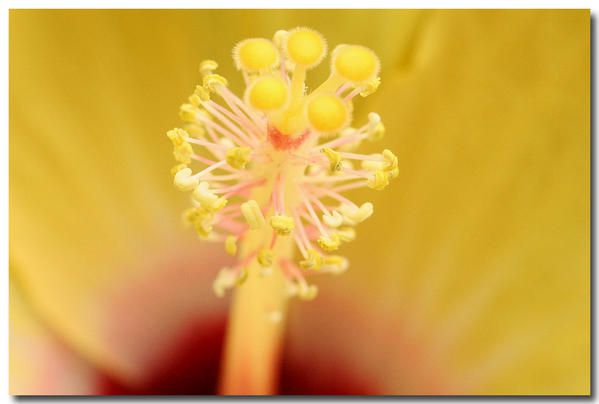 Album - fleurs-et-feuilles