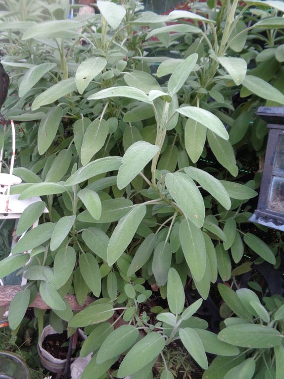 Mon jardin Le Clos fleuri en octobre à Chabeuil dans la Drôme  2023 ...