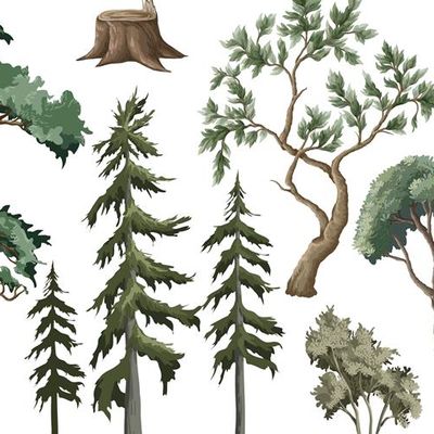 Les forêts,alliées du climat .Oui,mais.........................