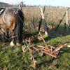 Domaine Zind-Humbrecht : présentation du millésime 2007. Première Partie (avec vidéo) démonstration de labour par cheval.