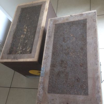 18/05/2017 : apiculture : c'est parti ! enruchement
