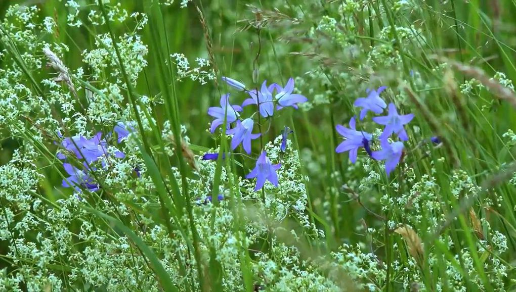 Les prairies fleuries des Vosges du nord : des hommes et des savoir-faire