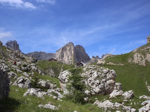 Jolies vaches (Salers)et jolis paysages