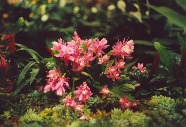 Des fleurs, pour le plaisir de l'oeil