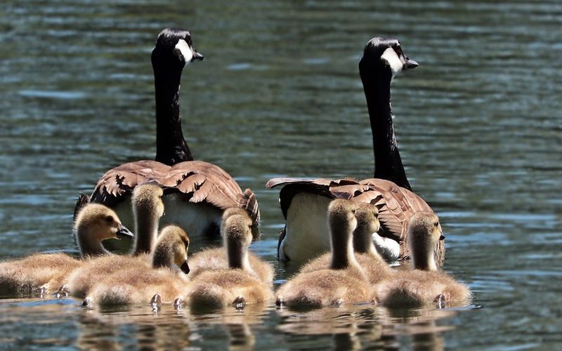 Ma famille touffue