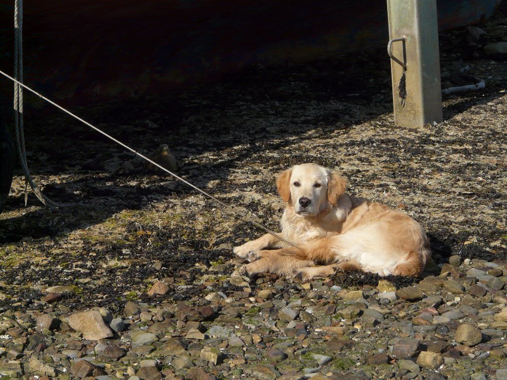 Le départ du bateau et le chien pour surveiller !