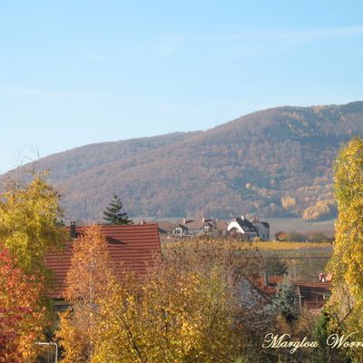 Beblenheim (68) : Douceur de l’automne