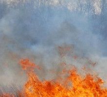 Un encendie ravage 180ha de pin de la forêt landaise