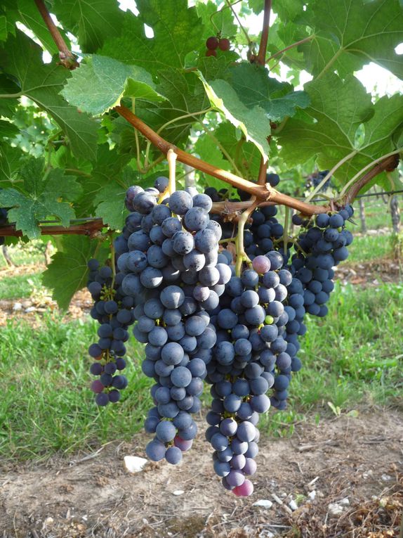 Promenades dans le vignoble