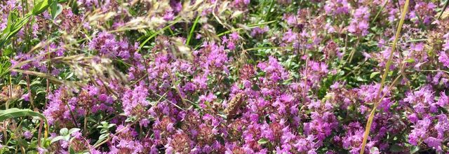 Fleurs de montagne au Sulens (Manigod)