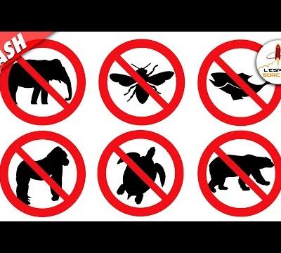 6 espèces qui risquent de disparaître pour de bon - Flash #20 - L'Esprit Sorcier