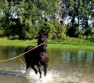 Aujourd'hui avec cette chaleur tout le monde veut ce rafraîchir dans l'eau y compris les chevaux! 