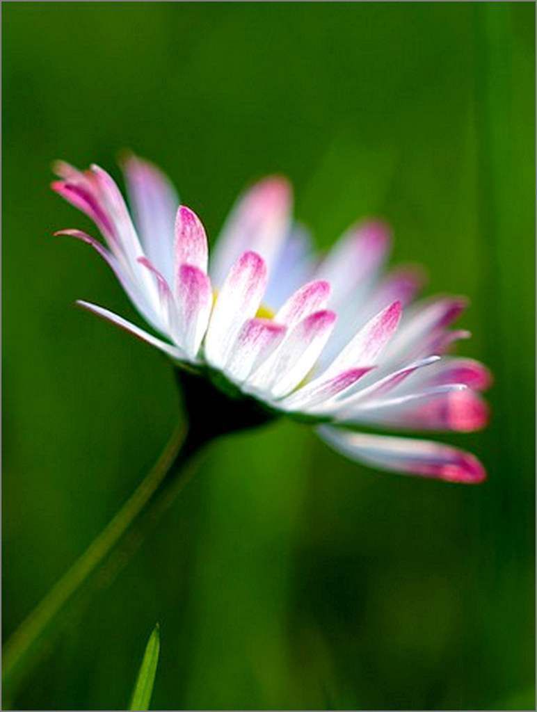 Mythologie des fleurs - la pâquerette (petite marguerite) Bellis perennis