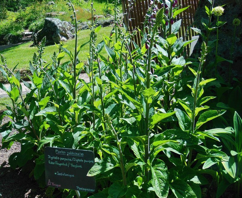 Jardin Botanique - Haut Chitelet (88)