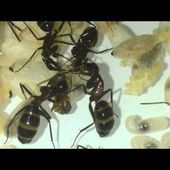 First moves of a new born ant worker