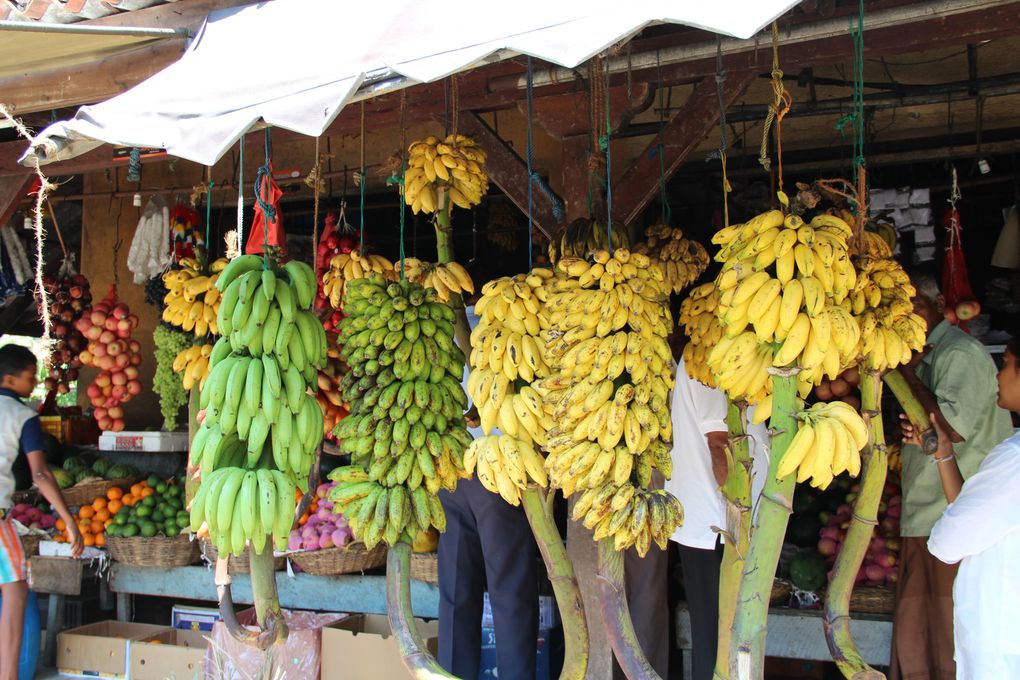 Album - Sri-Lanka-fevrier-2013