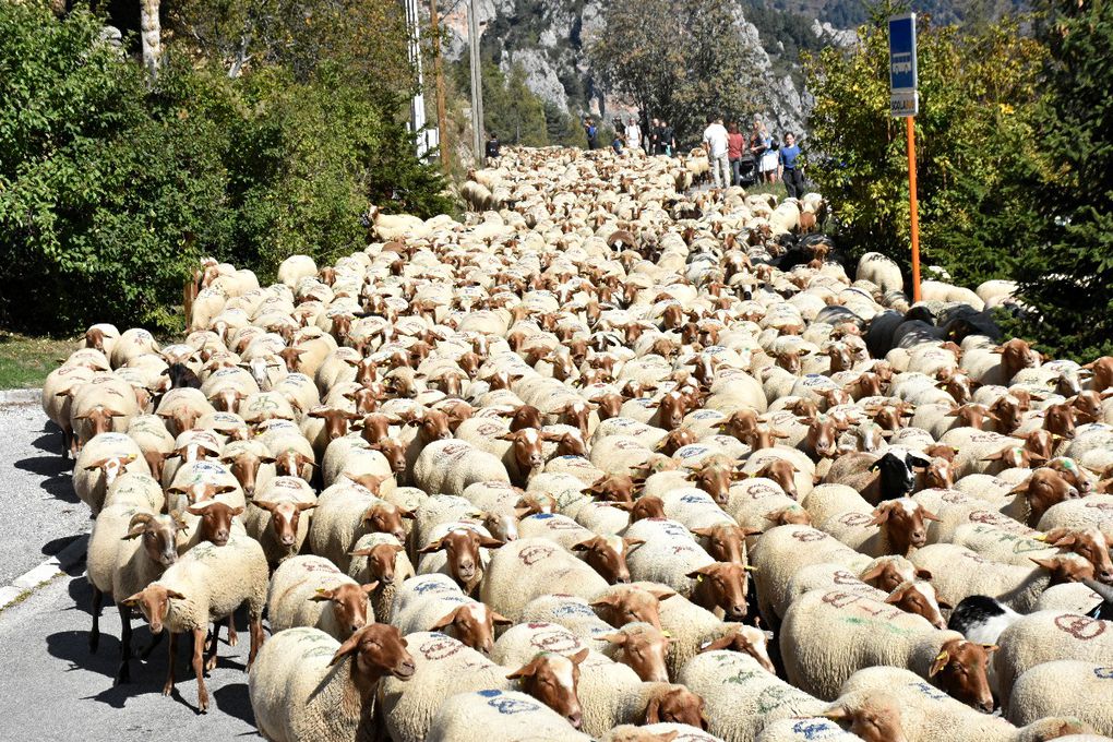 TRANSHUMANCE DANS LES ALPES MARITIMES (2)