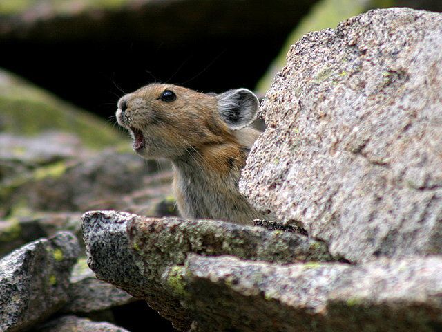 Animaux et compagnie