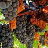 Ports Wines Producers Victoria Vineyards Australia