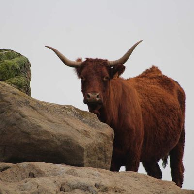 Les belles de nos montagnes