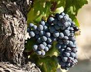 #Grenache Producers New South Wales Vineyards Australia