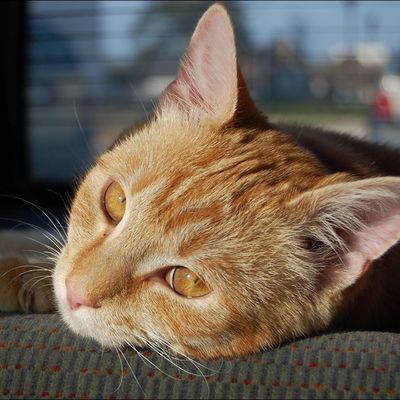 Fellow, un chat jaune.