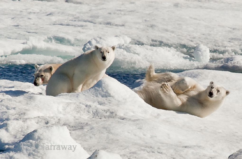 Voyage en Arctique‏