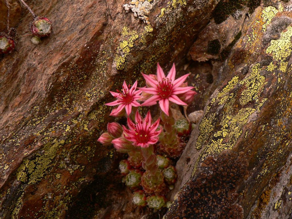 Fleurs-rouges