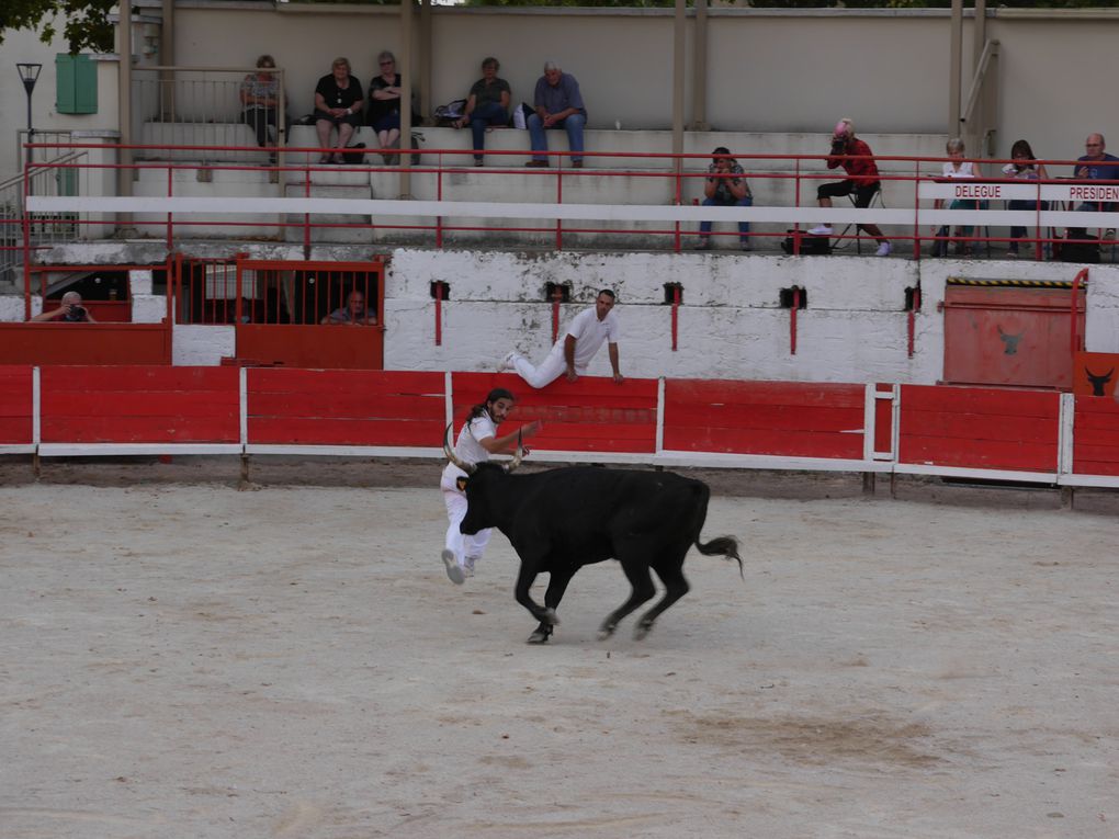 course de taureaux jeunes le 18 septembre 2020