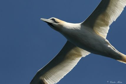 Fou de Bassan (Morus bassanus)