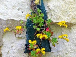 Soleil d'hiver, petit-déjeuner fleuri, au coeur du lilas d'Espagne, visiteur incognito, akènes de pissenlit, la nature gagne sur la muraille, espoir de printemps, le coin-verdure du Jardin Public