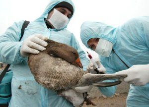 La chasse aux grippés A(H1N1) se poursuit