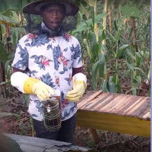 Comment les abeilles et les agriculteurs peuvent exploiter la merveille de la pollinisation pour une sécurité alimentaire durable