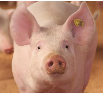 De la viande de porc génétiquement modifiée pourrait bientôt se trouver dans les supermarchés aux États-Unis d'Amérique