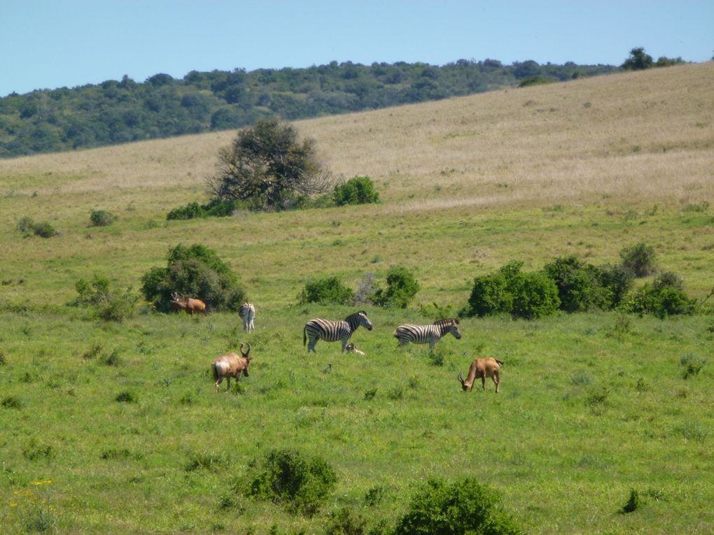 Album - Addo-Elephant-Park