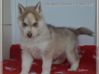 Un chiot mâle husky LOF disponible