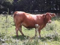 Nous avons navigué entre la Corrèze le Puy de Dôme et le cantal.Très belle région !