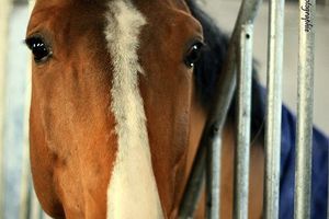 FACÉTIE - Les chevaux et les ânes, ou étrennes aux sots