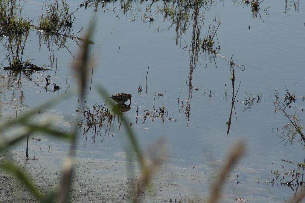 photos des sorties en Brenne et en vendée sur le littoral