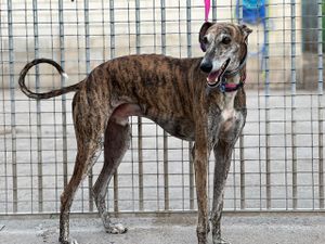 levrier d'Espagne galgo bringé 4 ans a l'adoption a l'association sos chiens galgos