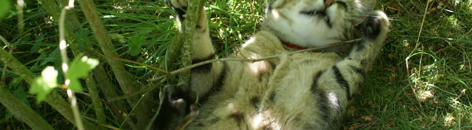 Chérie Cherry et le brin d'herbe