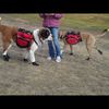 Zapato especiales para perro (VIDEO)