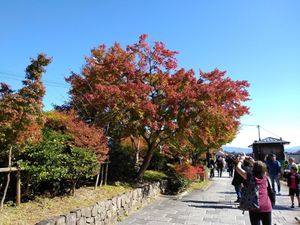 Sur les bords de la rivière Katsura