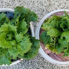 Semis de salade reine des glaces, premier essai