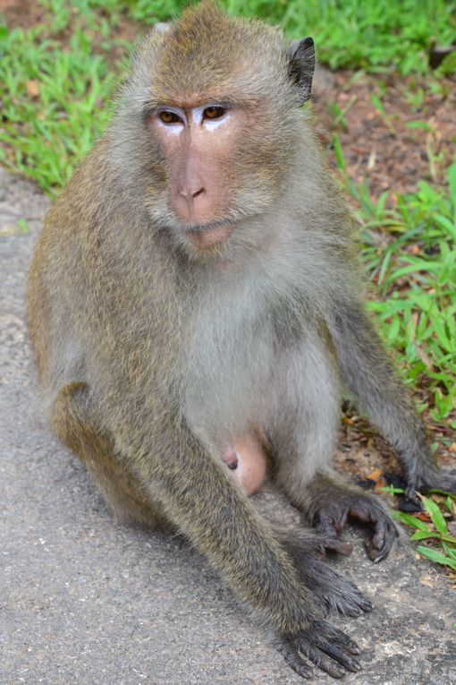 Excursion de deux jours sur la magnifique île de Koh Chang