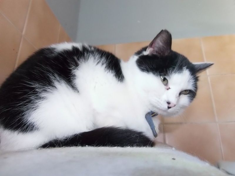 Adoption Chats Freesby Leonia Miss Volodia Bienvenue Chez Nounette