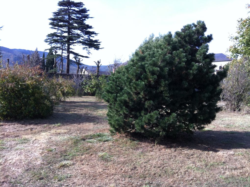 Voici un aperçu de notre terrain.
Le plus dur est qu'il va falloir sacrifier des arbres pour y implanter la maison.
Nous avons plusieurs figuier, 2 tilleuls, 1 cèdre....