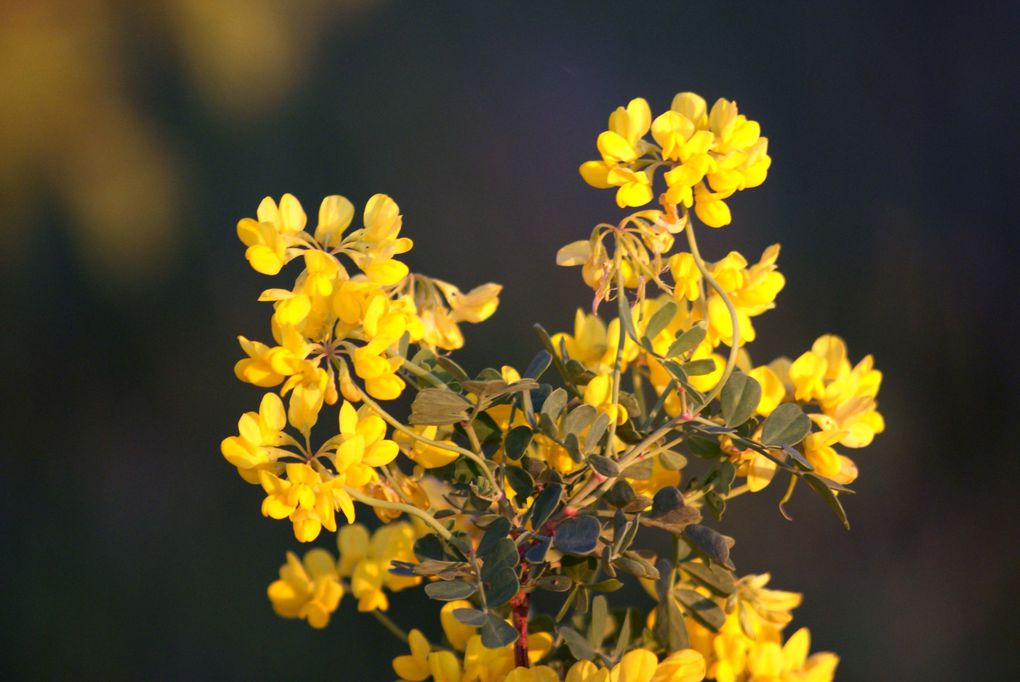 Les plantes et fleurs de mon jardin