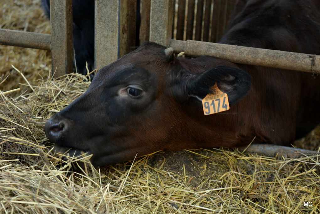 La Ferme du Tertre à Villers-au-Tertre - Photos : 8 octobre 2021.